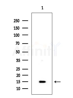 CD70 Antibody - Western blot analysis of extracts from Mouse lung, using CD70 Antibody at 1/1000 dilution.