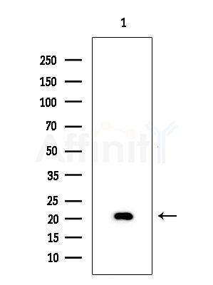 CD70 Antibody - Western blot analysis of extracts from Rat testis, using CD70 Antibody at 1/1000 dilution.