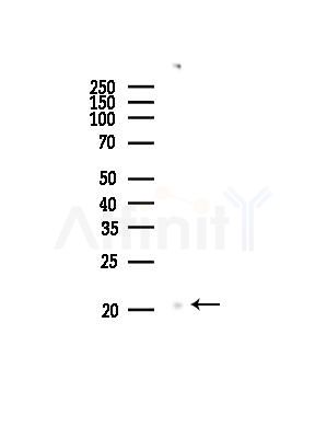 CD70 Antibody - Western blot analysis of lysates from Rat testis, using CD70 Antibody at 1/1000 dilution.