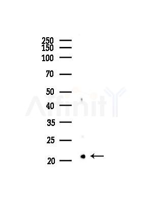 CD70 Antibody - Western blot analysis of lysates from Mouse lung, using CD70 Antibody at 1/1000 dilution.