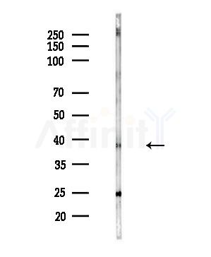 ADH5 Antibody - Western blot analysis of lysates from Mouse testis, using ADH5 Antibody at 1/1000 dilution.