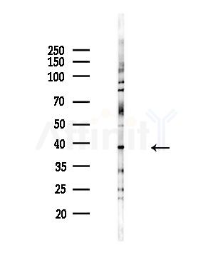 ADH5 Antibody - Western blot analysis of lysates from HepG2 cells(LPS,4h treatment), using ADH5 Antibody at 1/1000 dilution.