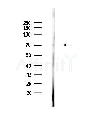 SLAM / CD150 Antibody - Western blot analysis of lysates from Rat brain, using SLAM / CD150 Antibody at 1/1000 dilution.
