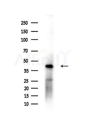 LHX8 Antibody - Western blot analysis of extracts from B16F10-LUC cells(heat-shock,45min treatment), using LHX8 Antibody at 1/1000 dilution.