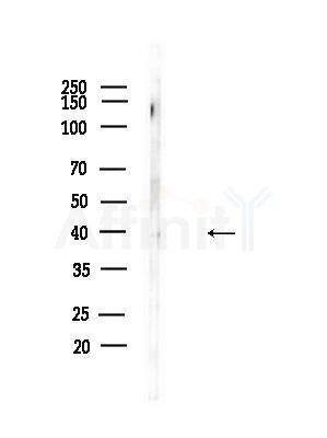 LHX8 Antibody - Western blot analysis of lysates from B16F10-LUC cells(heat-shock,45min treatment), using LHX8 Antibody at 1/1000 dilution.