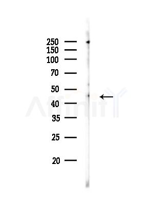 CD33 Antibody - Western blot analysis of lysates from Rat brain, using CD33 Antibody at 1/1000 dilution.
