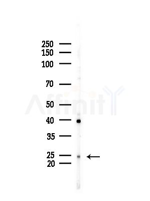 CDKN3 Antibody - Western blot analysis of lysates from Mouse testis, using CDKN3 Antibody at 1/1000 dilution.