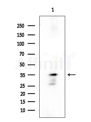 TOR1A Antibody - Western blot analysis of extracts from COLO205 cells, using TOR1A Antibody at 1/1000 dilution.
