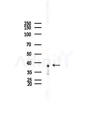 TOR1A Antibody - Western blot analysis of lysates from COLO205 cells, using TOR1A Antibody at 1/1000 dilution.