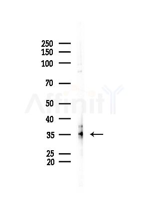 IGF2 Antibody - Western blot analysis of lysates from Mouse testis, using IGF2 Antibody at 1/1000 dilution.