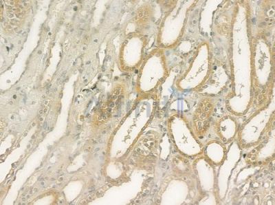 REG3A Antibody - DF6825 at 1/100 staining human normal kidney tissue by IHC-P.