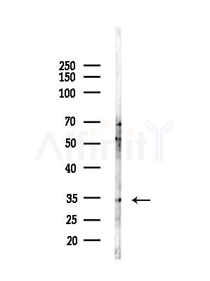 PPP4C Antibody - Western blot analysis of lysates from HepG2 cells(LPS,4h treatment), using PPP4C Antibody at 1/1000 dilution.