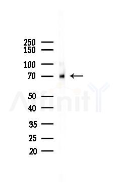 Zyxin Antibody - Western blot analysis of lysates from Mouse brain, using Zyxin Antibody at 1/1000 dilution.