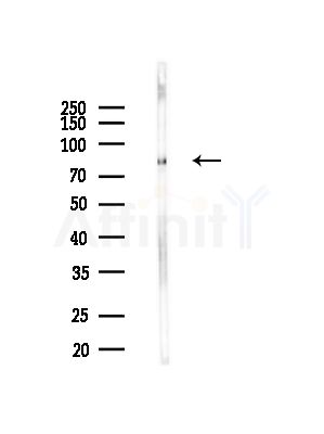 GAS2L1 Antibody - Western blot analysis of lysates from Mouse brain, using GAS2L1 Antibody at 1/1000 dilution.