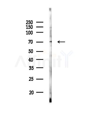 KBTBD3 Antibody - Western blot analysis of lysates from Rat brain, using KBTBD3 Antibody at 1/1000 dilution.