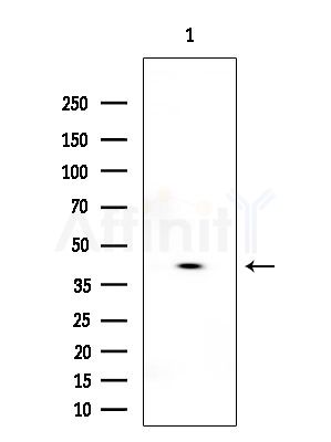 p50 Dynamitin Antibody - Western blot analysis of extracts from Mouse testis, using p50 Dynamitin Antibody at 1/1000 dilution.