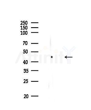 p50 Dynamitin Antibody - Western blot analysis of lysates from Mouse testis, using p50 Dynamitin Antibody at 1/1000 dilution.