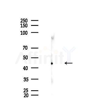 p50 Dynamitin Antibody - Western blot analysis of lysates from Rat brain, using p50 Dynamitin Antibody at 1/1000 dilution.