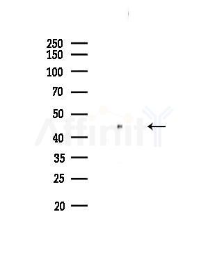 p50 Dynamitin Antibody - Western blot analysis of lysates from HepG2 cells(UV,30min treatment), using p50 Dynamitin Antibody at 1/1000 dilution.