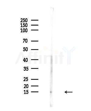 Histone H4 Antibody - Western blot analysis of lysates from Mouse testis, using Histone H4 Antibody at 1/1000 dilution.