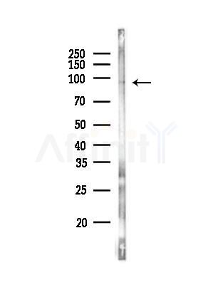 ILF3 Antibody - Western blot analysis of lysates from A375 cells(LPS, 4h treatment), using ILF3 Antibody at 1/1000 dilution.