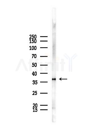 EEF1D Antibody - Western blot analysis of lysates from Mouse lung, using EEF1D Antibody at 1/1000 dilution.