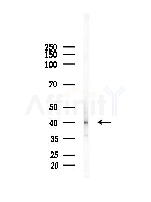 GNAO1 Antibody - Western blot analysis of lysates from Mouse brain, using GNAO1 Antibody at 1/1000 dilution.