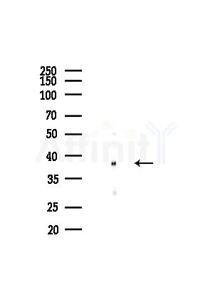PCBP2 Antibody - Western blot analysis of lysates from Mouse brain, using PCBP2 Antibody at 1/1000 dilution.