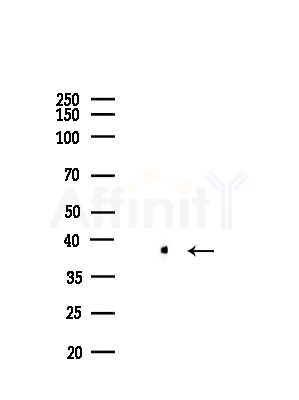 PCBP2 Antibody - Western blot analysis of lysates from B16(LPS, 4h treatment), using PCBP2 Antibody at 1/1000 dilution.