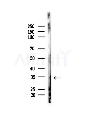 PRG2 Antibody - Western blot analysis of lysates from RAW264.