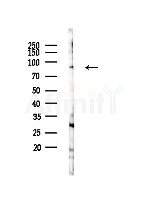 Integrin beta3 Antibody - Western blot analysis of lysates from RAW264.