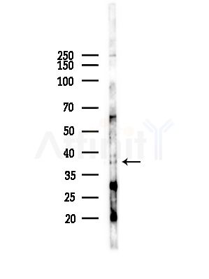 VEGFC Antibody - Western blot analysis of lysates from RAW264.