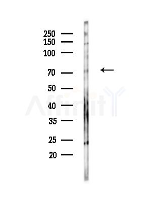 TGFBI Antibody - Western blot analysis of lysates from Mouse testis, using TGFBI Antibody at 1/1000 dilution.
