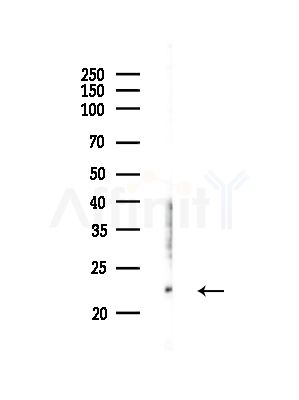 DIABLO Antibody - Western blot analysis of lysates from Rat brain, using DIABLO Antibody at 1/1000 dilution.