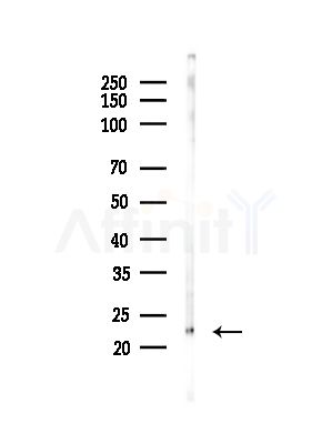 DIABLO Antibody - Western blot analysis of lysates from Mouse testis, using DIABLO Antibody at 1/1000 dilution.
