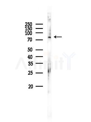 PRKG1 Antibody - Western blot analysis of lysates from Mouse lung, using PRKG1 Antibody at 1/1000 dilution.