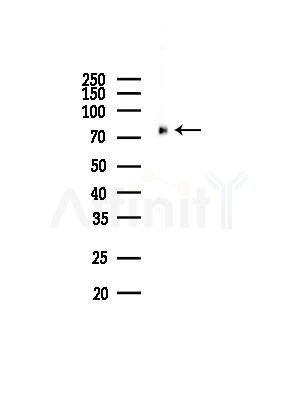 PRKG1 Antibody - Western blot analysis of lysates from HUVEC cells, using PRKG1 Antibody at 1/1000 dilution.