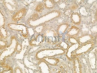 CD19 Antibody - DF7030 at 1/100 staining human normal kidney tissue by IHC-P.