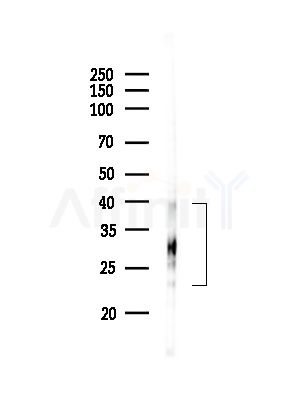 PRNP Antibody - Western blot analysis of lysates from Rat brain, using PRNP Antibody at 1/1000 dilution.