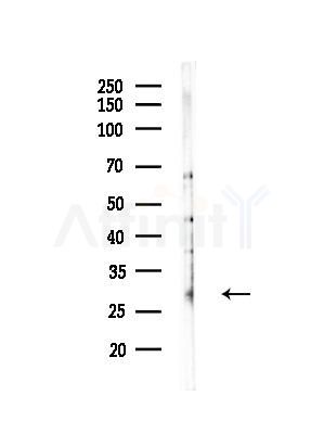 CEACAM3 Antibody - Western blot analysis of lysates from Mouse brain, using CEACAM3 Antibody at 1/1000 dilution.