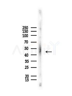 Cathepsin E Antibody - Western blot analysis of lysates from Rat testis, using Cathepsin E Antibody at 1/1000 dilution.