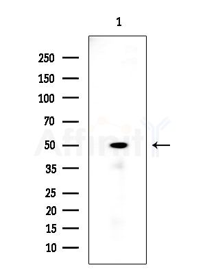 FAM81B Antibody - Western blot analysis of extracts from Rat testis, using FAM81B Antibody at 1/1000 dilution.