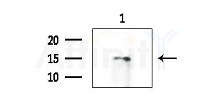 FABP7 Antibody - Western blot analysis of extracts from HepG2 cells(UV 30min treatment), using FABP7 Antibody at 1/1000 dilution.