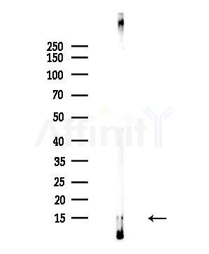 FABP7 Antibody - Western blot analysis of lysates from HepG2 cells(UV,30min treatment), using FABP7 Antibody at 1/1000 dilution.