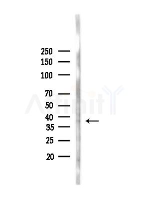 FBXO32 Antibody - Western blot analysis of lysates from Rat brain, using FBXO32 Antibody at 1/1000 dilution.
