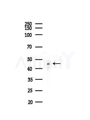 NAP1L1 Antibody - Western blot analysis of lysates from LoVo cells(heat-shock,45min treatment), using NAP1L1 Antibody at 1/1000 dilution.