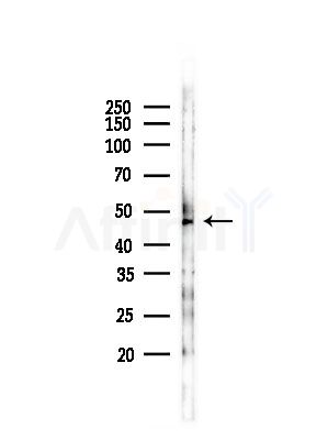 CDH23 Antibody - Western blot analysis of lysates from RAW264.