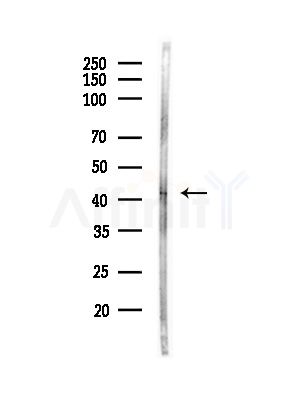 PGC Antibody - Western blot analysis of lysates from Mouse brain, using PGC Antibody at 1/1000 dilution.