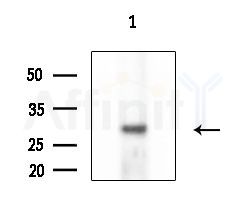 AQP0 Antibody - Western blot analysis of extracts from COLO205 cells, using AQP0 Antibody at 1/1000 dilution.