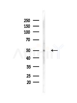 ENPP7 Antibody - Western blot analysis of lysates from RAW264.